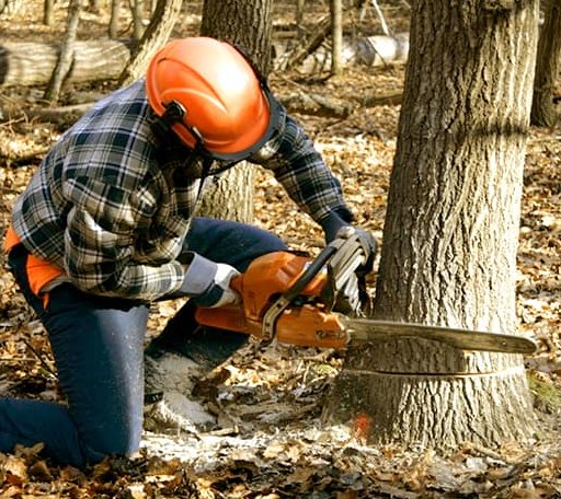 Tree Removal in Connerville, OK